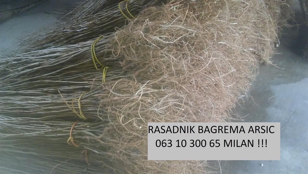 sadnice-crnog-bagrema