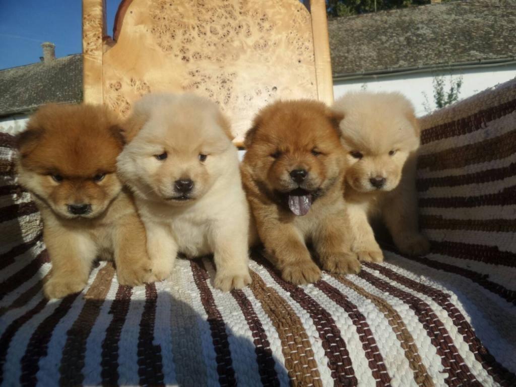 Chow-chow-cau-cau-stenad