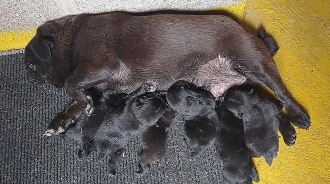 Mops