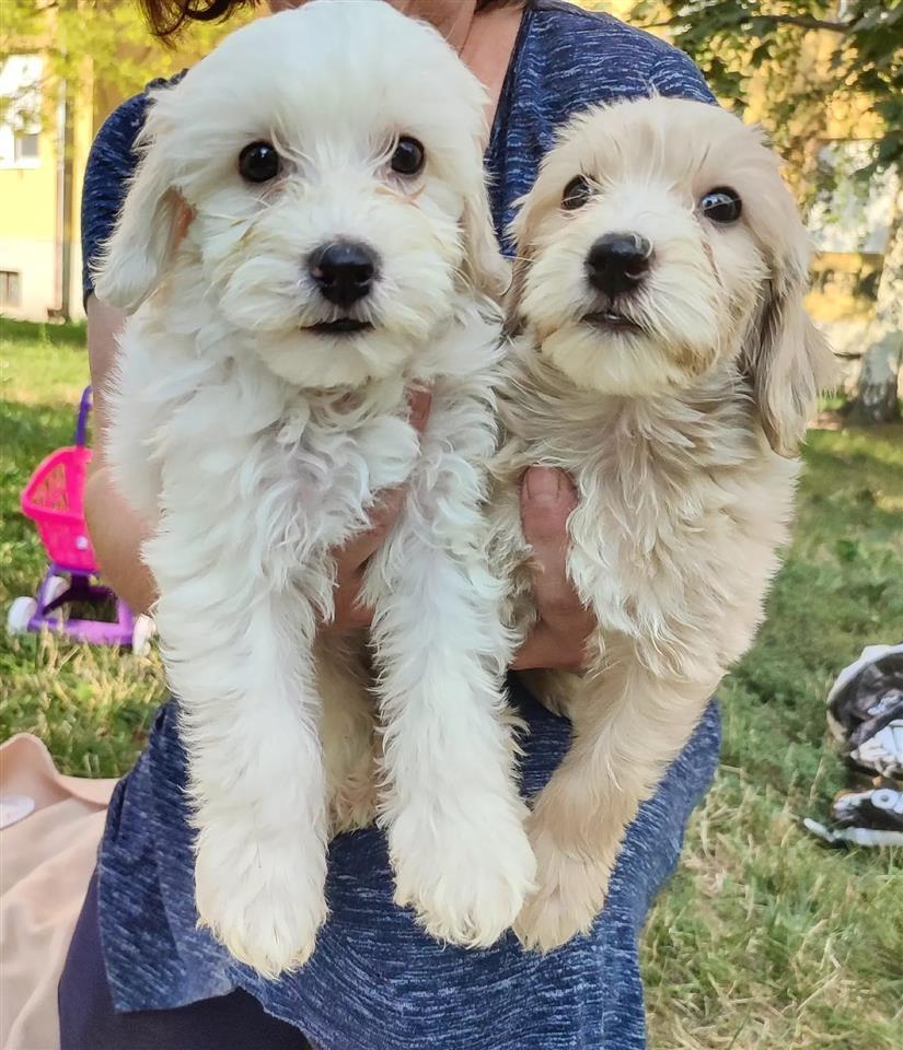 Maltipoo-Maltezer-Pudla-