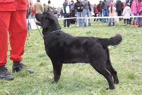 Stenci-labradora