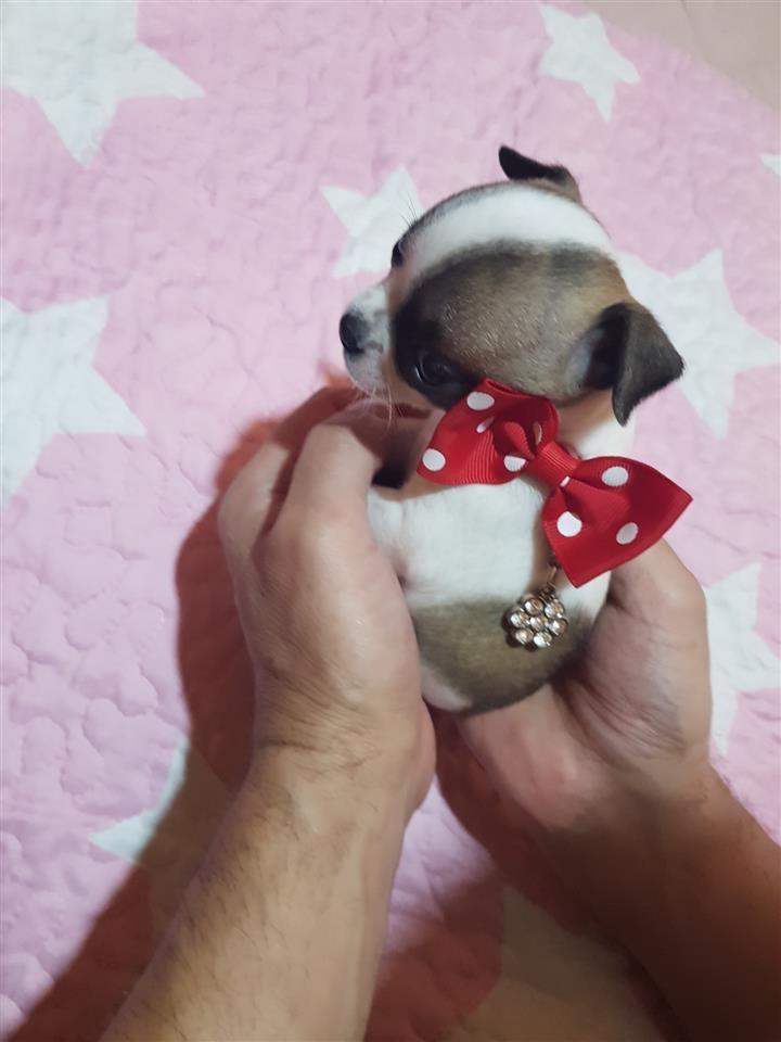 Mini-Čivave