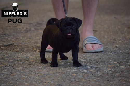 Mops-štenci