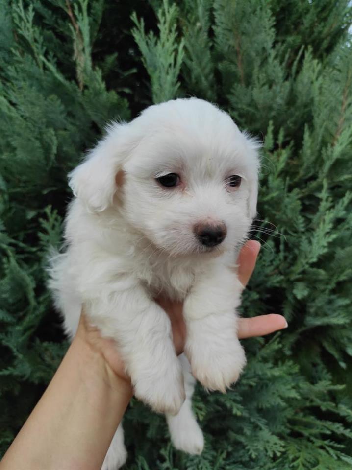 Mini-maltezeri