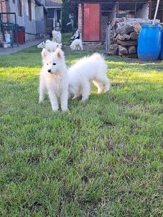 Sibirski-samojed-stenci
