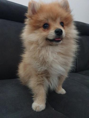 Pomeranac spic 