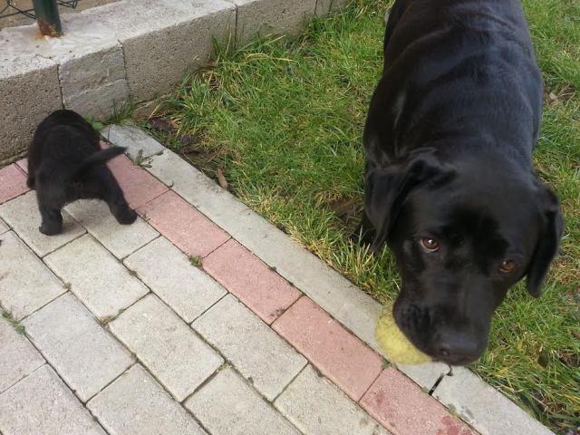 Labrador-crno-stene