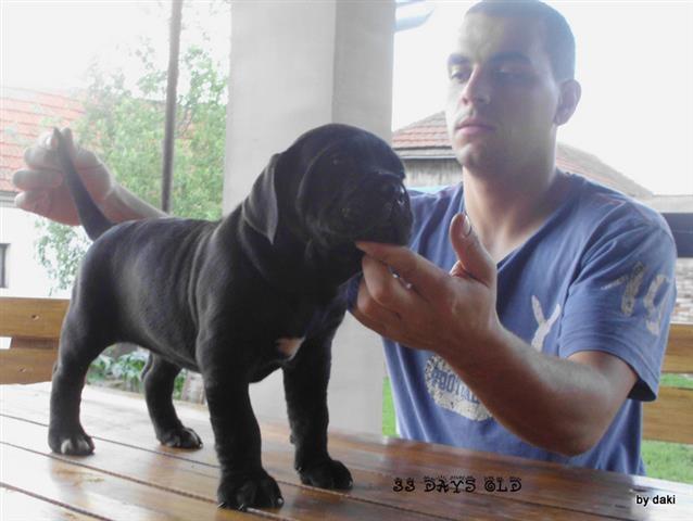 Cane Corso - odlicna stenad