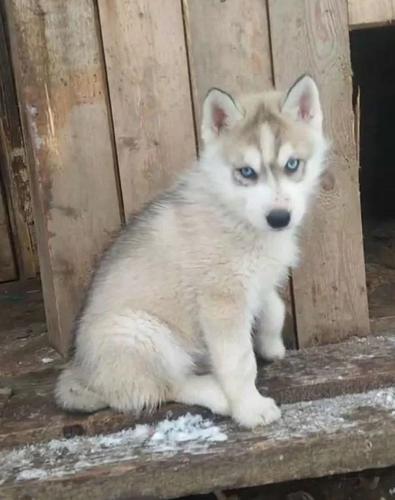 Sibirski Haski i Samojed stenci