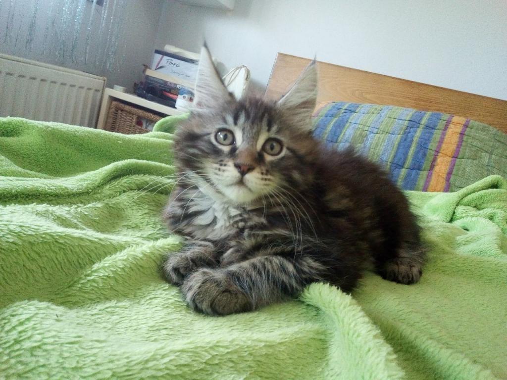 Main-coon-mačići-