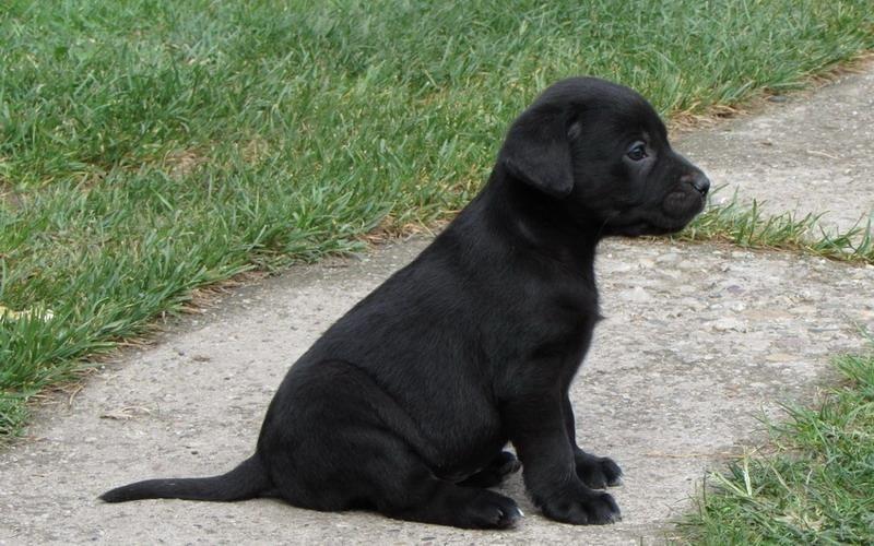 Labrador-retriver-stenad