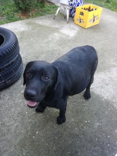 Labrador-Retriver-štenci-