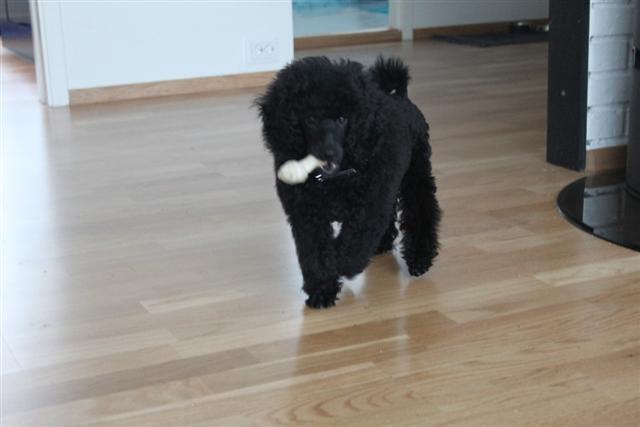 FRANCUSKA PUDLA