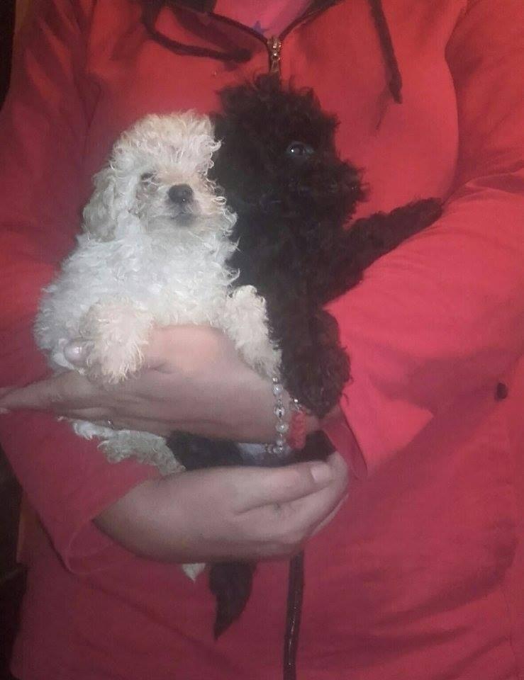 Toy-pudla-štenad