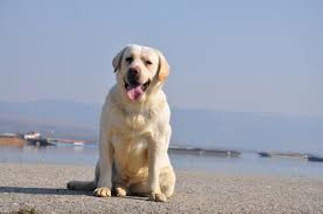 Labrador-retriver-stenci-na-prodaju