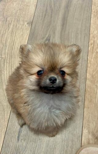 Pomeranac, prelepi štenci