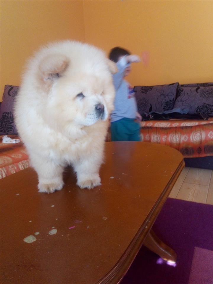 Chow-Chow-stenci