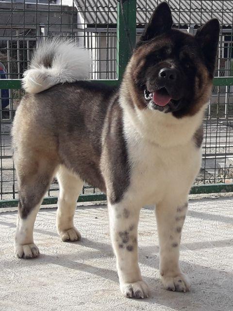 Američka-Akita--štenci