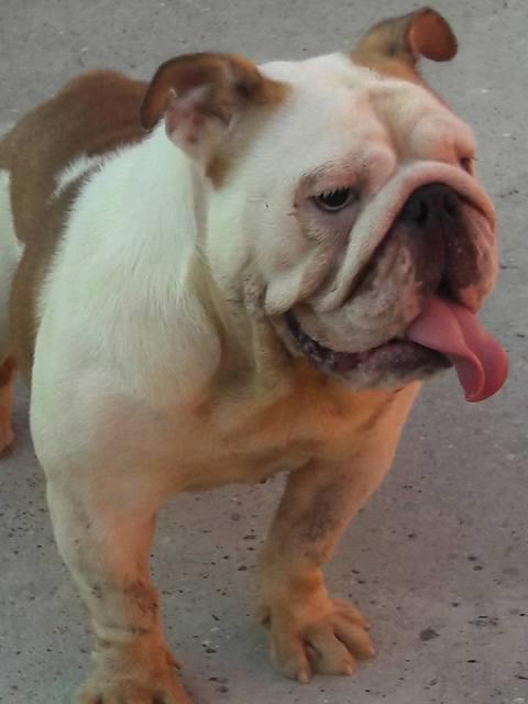 Engleski-buldog--zenke