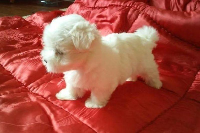 Mini-maltezer---štenci