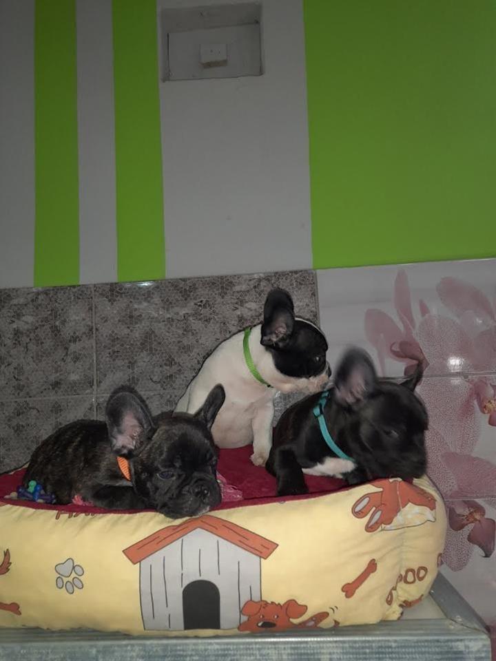 Francuski-Buldog