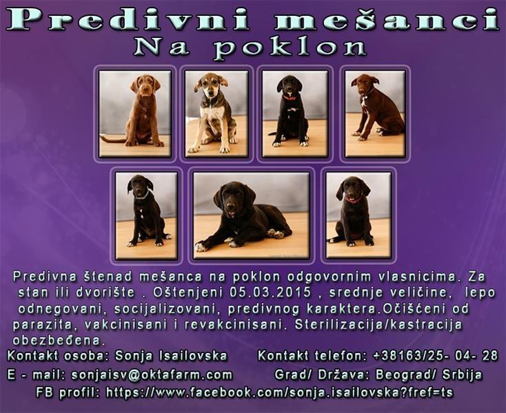 Predivni-mešanci-na-poklon