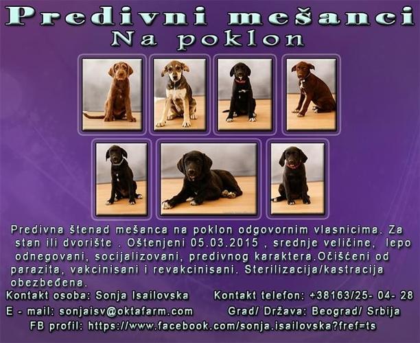 Predivni mešanci na poklon