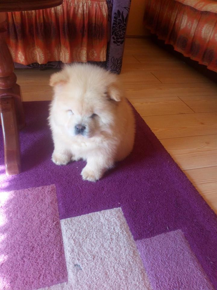 Chow-Chow-stenci