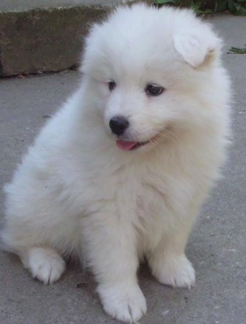 samojed-kucici