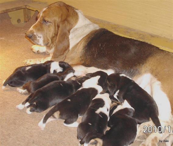 Basset-Hound---baset-stenci