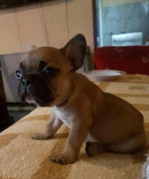 -Francuski-Buldog-Bebe-