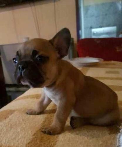  Francuski Buldog Bebe 