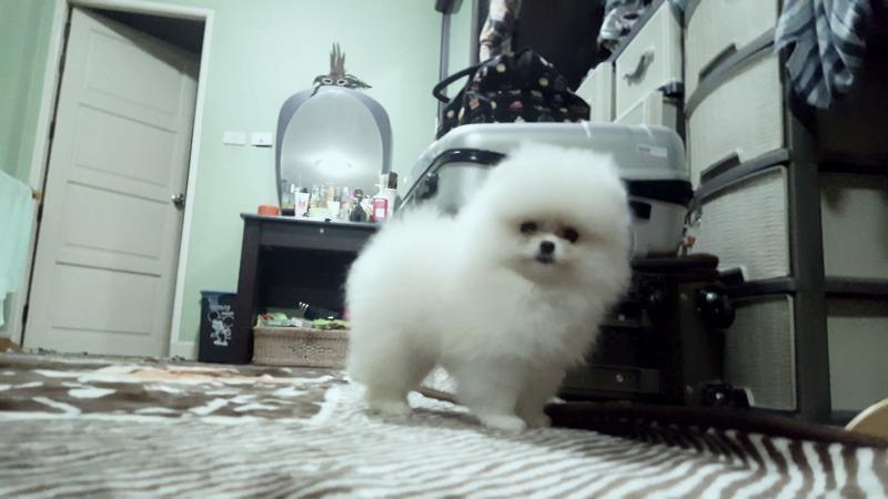 Pomeranski-spic