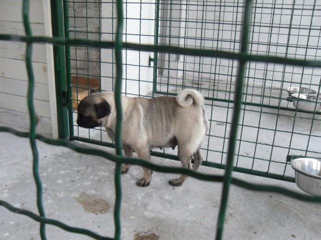MOPS-odrasli-psi-