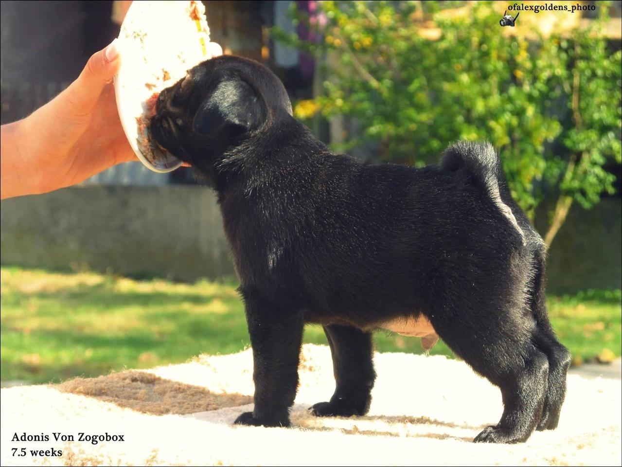 Mops-štene-
