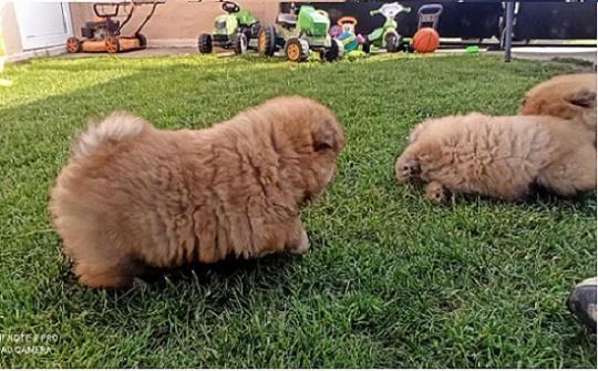 Chow-Chow-stenci