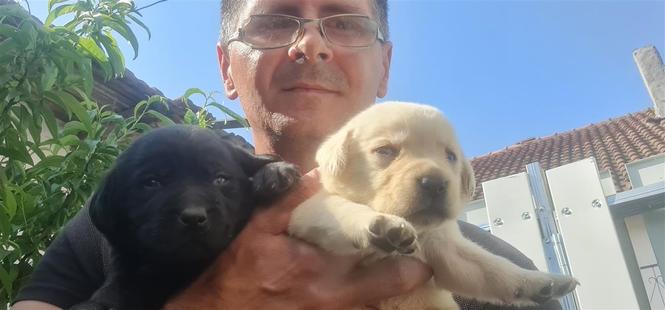 Labrador retriver stenci