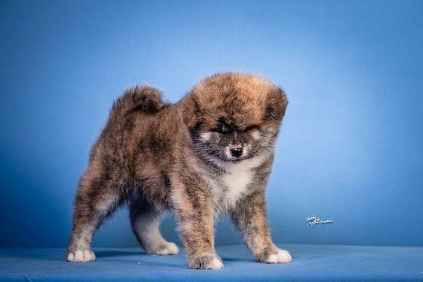 Akita-Inu