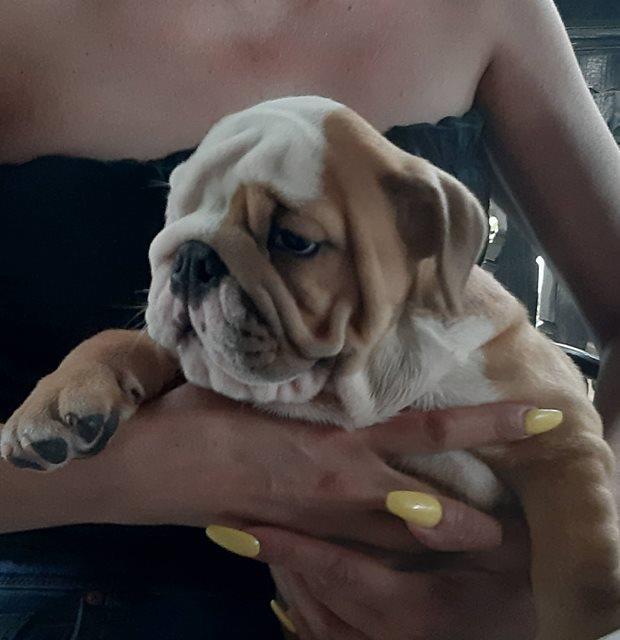 Engleski-buldog-prelepa-stenad-