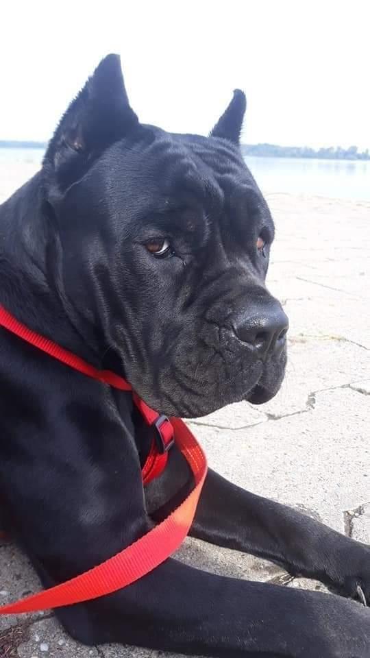 Stenci-Cane-Corso