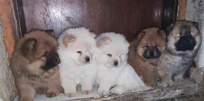 Chow chow stenci