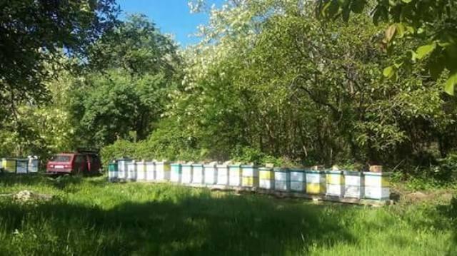 Pčelinja društva i rojevi