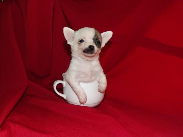 Civava- chiuhuahua mini 
