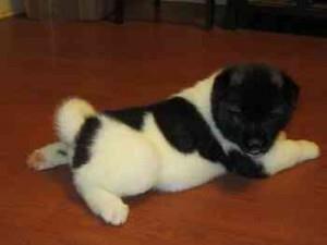 Muški i ženski Akitas