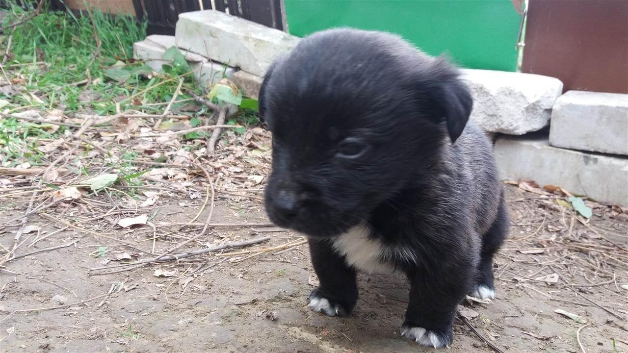 Tri-ćufte-na-poklon-