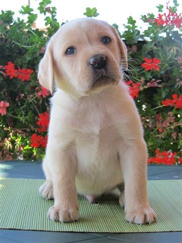 Labrador-stenad-