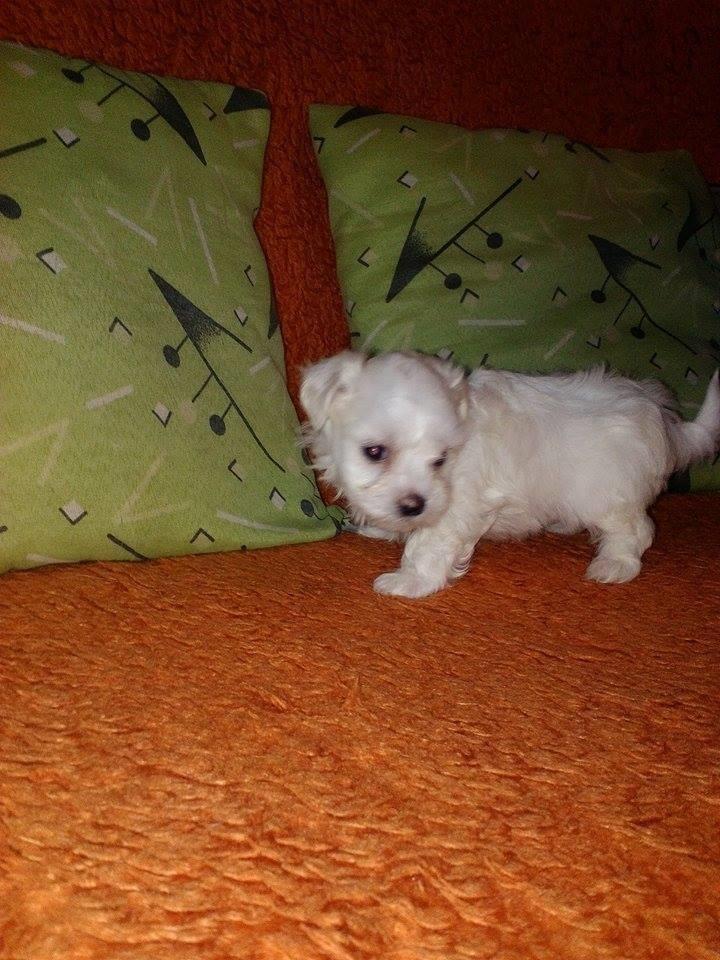 Maltezer