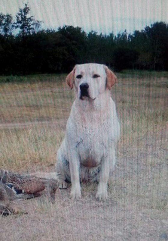 Labrador-retriver-
