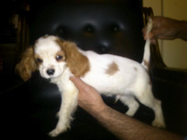 Cavalier King Charles Spaniel musko stene