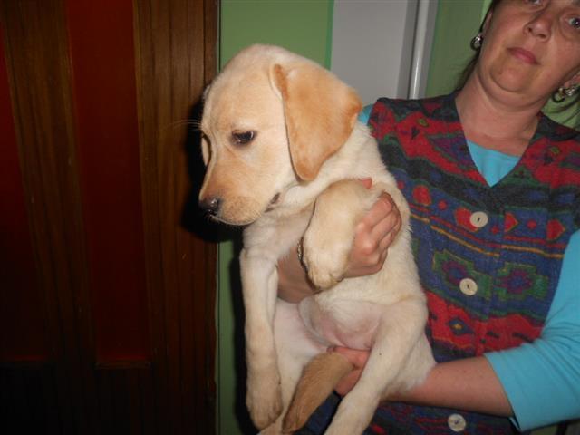 Labrador